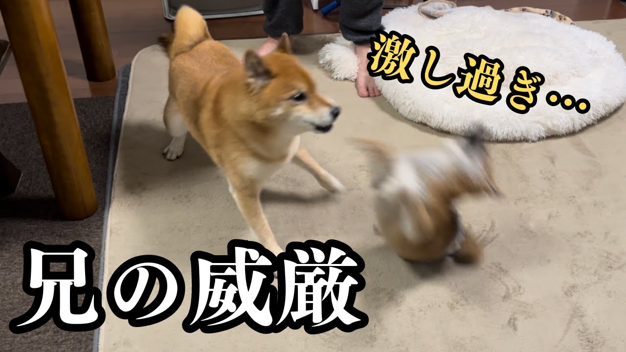 【クセ強柴犬】多頭飼い開始、約１週間の兄弟の様子