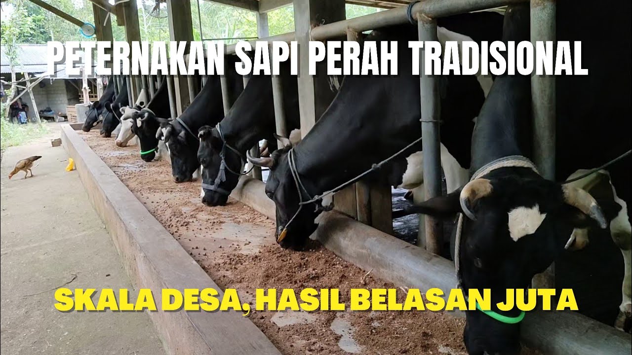 PETERNAKAN SAPI PERAH TRADISIONAL, OMSET 18 JUTA/BULAN