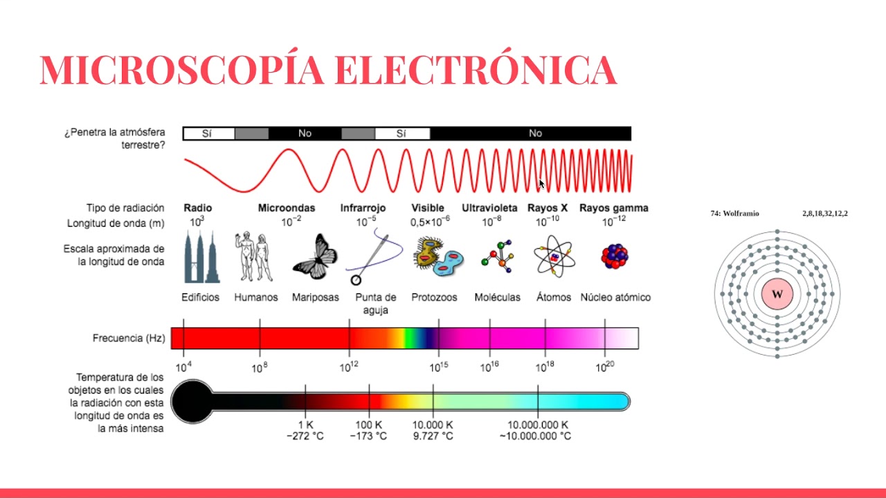 MICROSCOPÍA ELECTRÓNICA