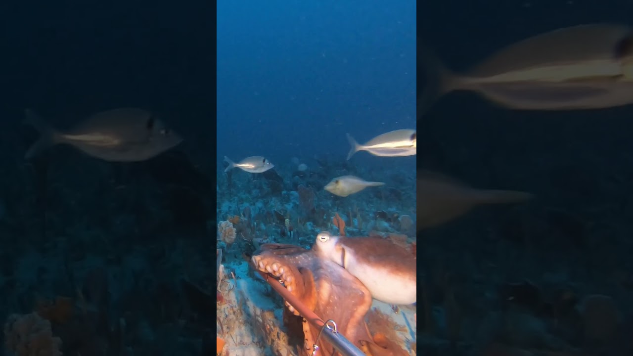 New study reveals fascinating ecosystems and biodiversity of Discovery Bay, Victoria