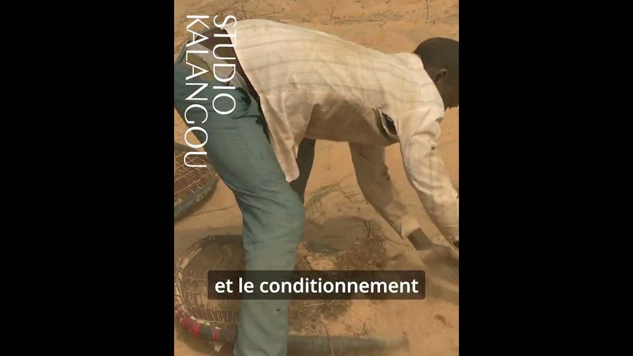 Processus cultural du souchet