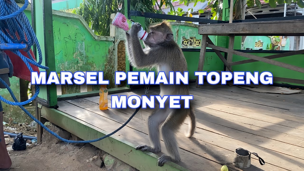 MONYET PINTAR SEPERTI INI YANG SERING DIJADIKAN TOPENG MONYET ‼️ | MARSEL PEMAIN TOPENG MONYET |