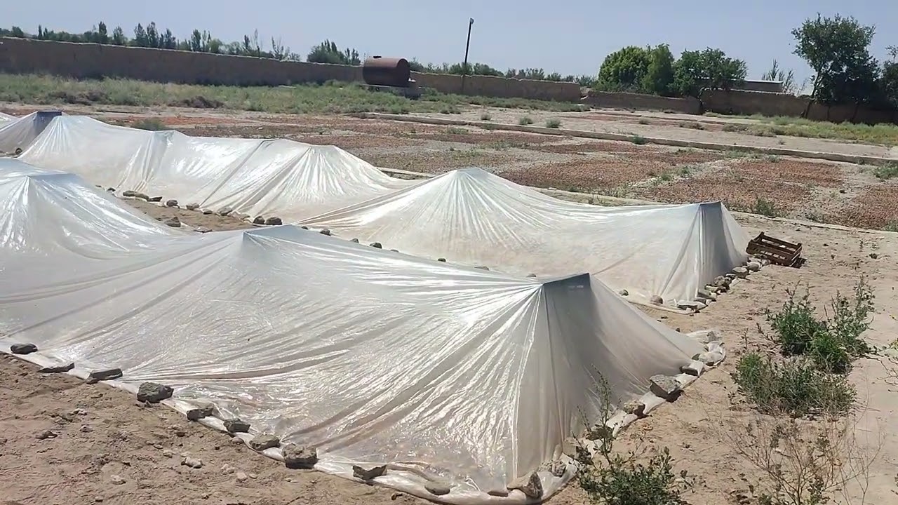 Тарзи зард е бугдодани зардолу