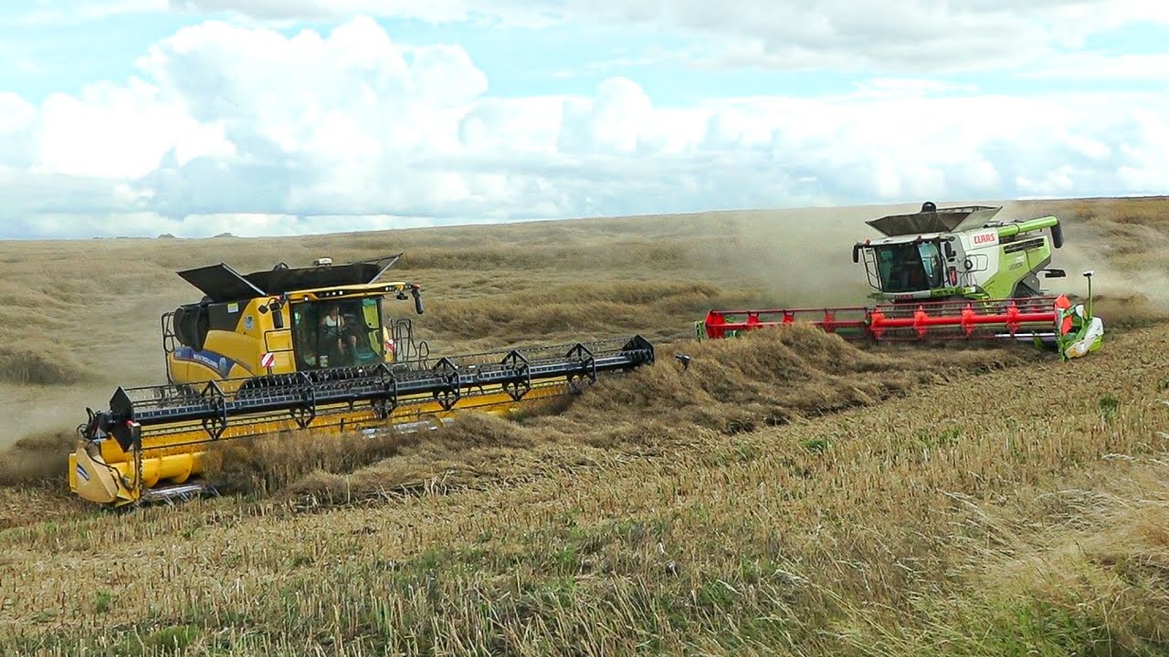 Rapsernte mit New Holland CR 10.90 + CR 9.80 + Claas Lexion 770  | LU Teichmann