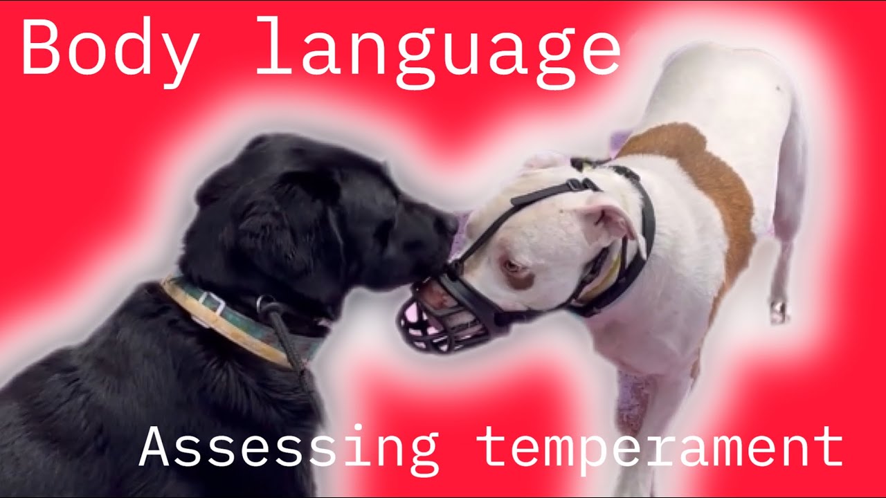 Body language and assessing temperament.