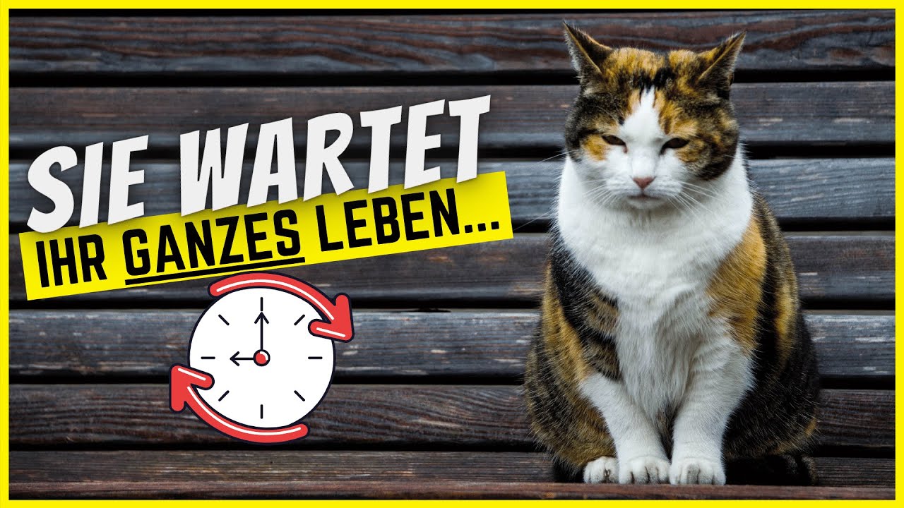 Deine Katze wartet ihr Leben lang darauf, dass du DAS tust!