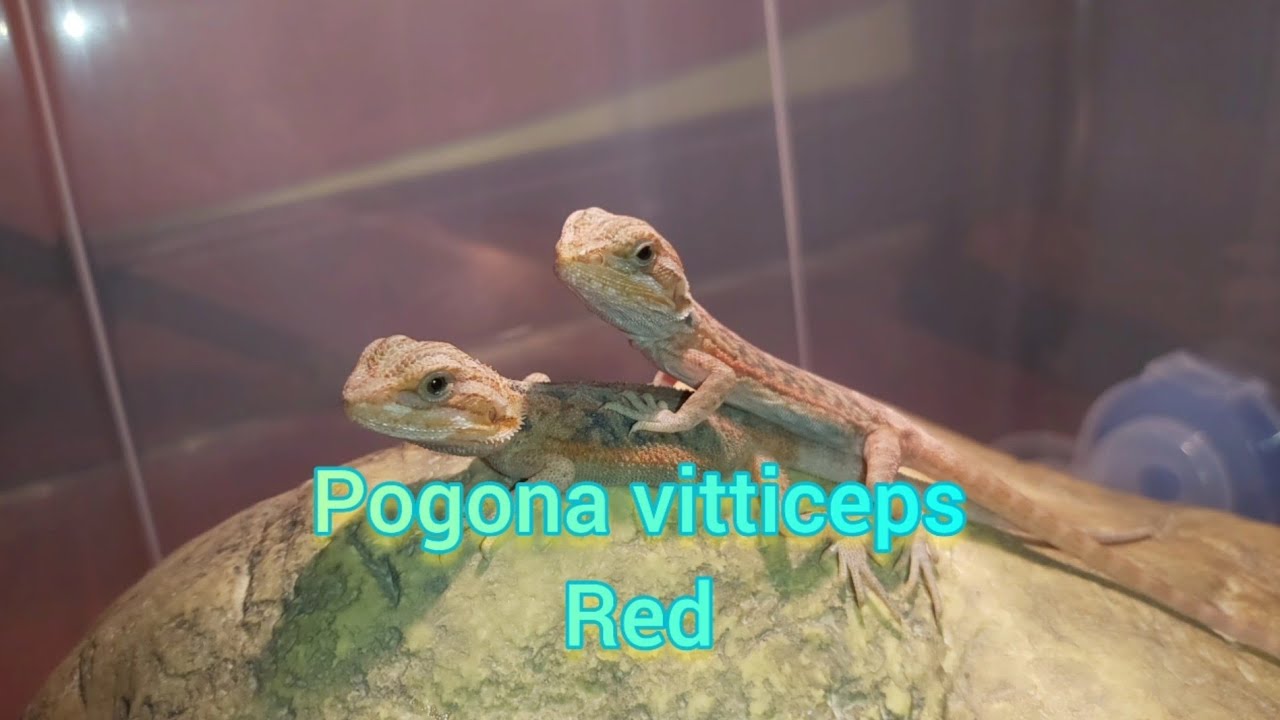 Pogona Vitticeps Red baby.🐉🐉😍