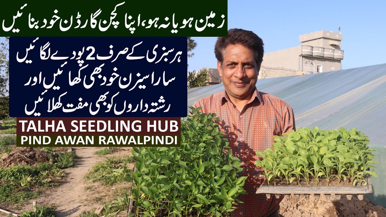 Top Quality SEEDLING in the Town | TALHA Seedling Hub RAWAT, Islamabad