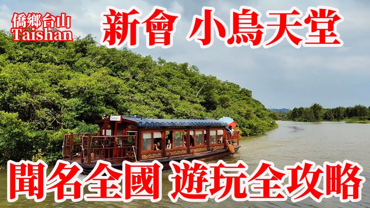 新會天馬村小鳥天堂名不虛傳！400年古榕樹獨樹成島近距離感受有壓迫感！最詳盡遊玩線路攻略看了少走冤枉路！全國聞名國慶免費遊客絡繹不絕值得一遊！Guangdong Bird's Paradise