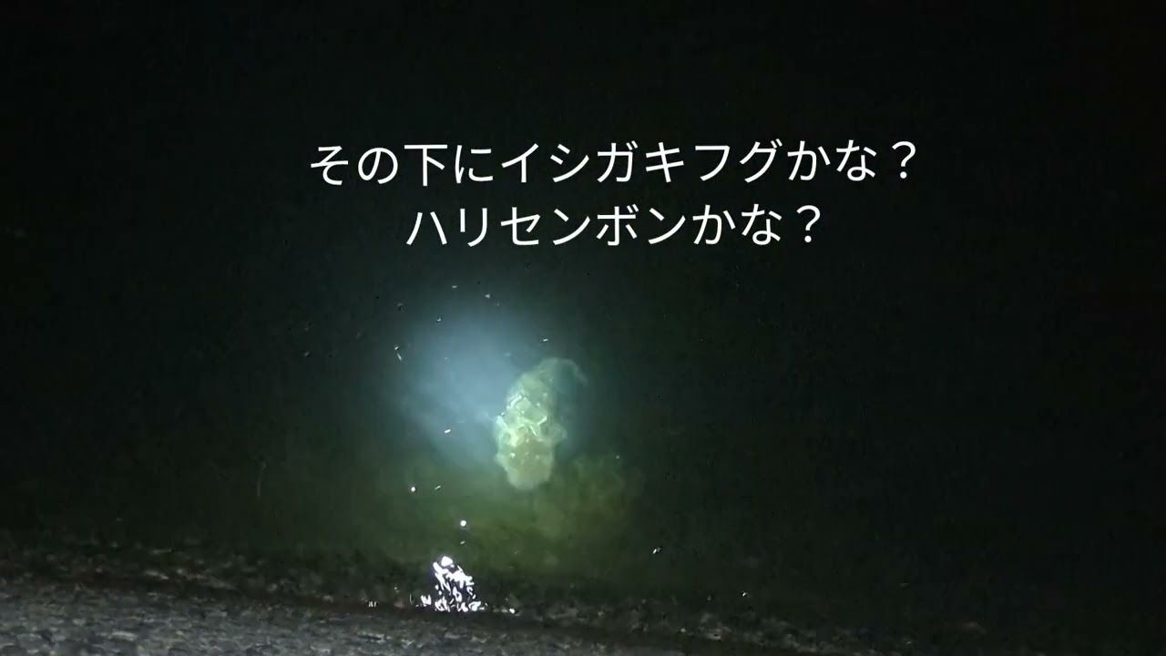 水槽を元の賑やかさにしたいから、夜採集に行ってみた。