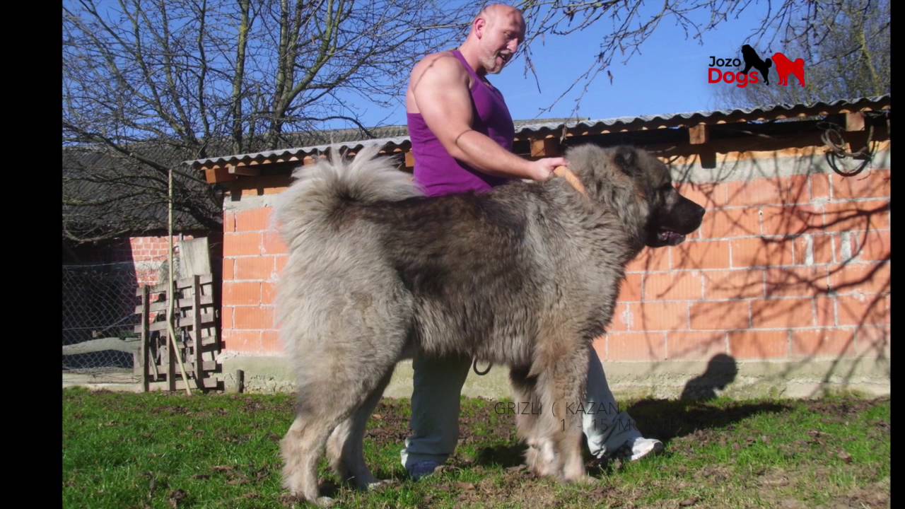 Grizli    1 - 15 months old