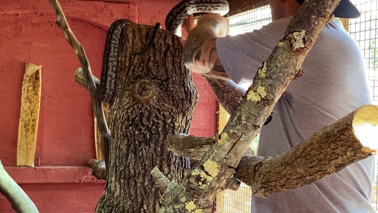 Elever des pythons tapis (Morelia spilota metcalfei) en enclos extérieur en France c'est possible!