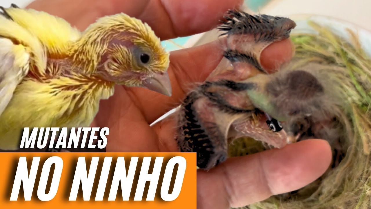 Na cria&ccedil;&atilde;o tudo &eacute; poss&iacute;vel, veja esses filhotes