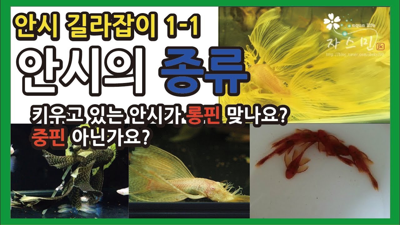 안시길라잡이1-1 안시의종류 키우는개체가 확실한 롱핀 맞아요?-안시박사-열대어키우기-