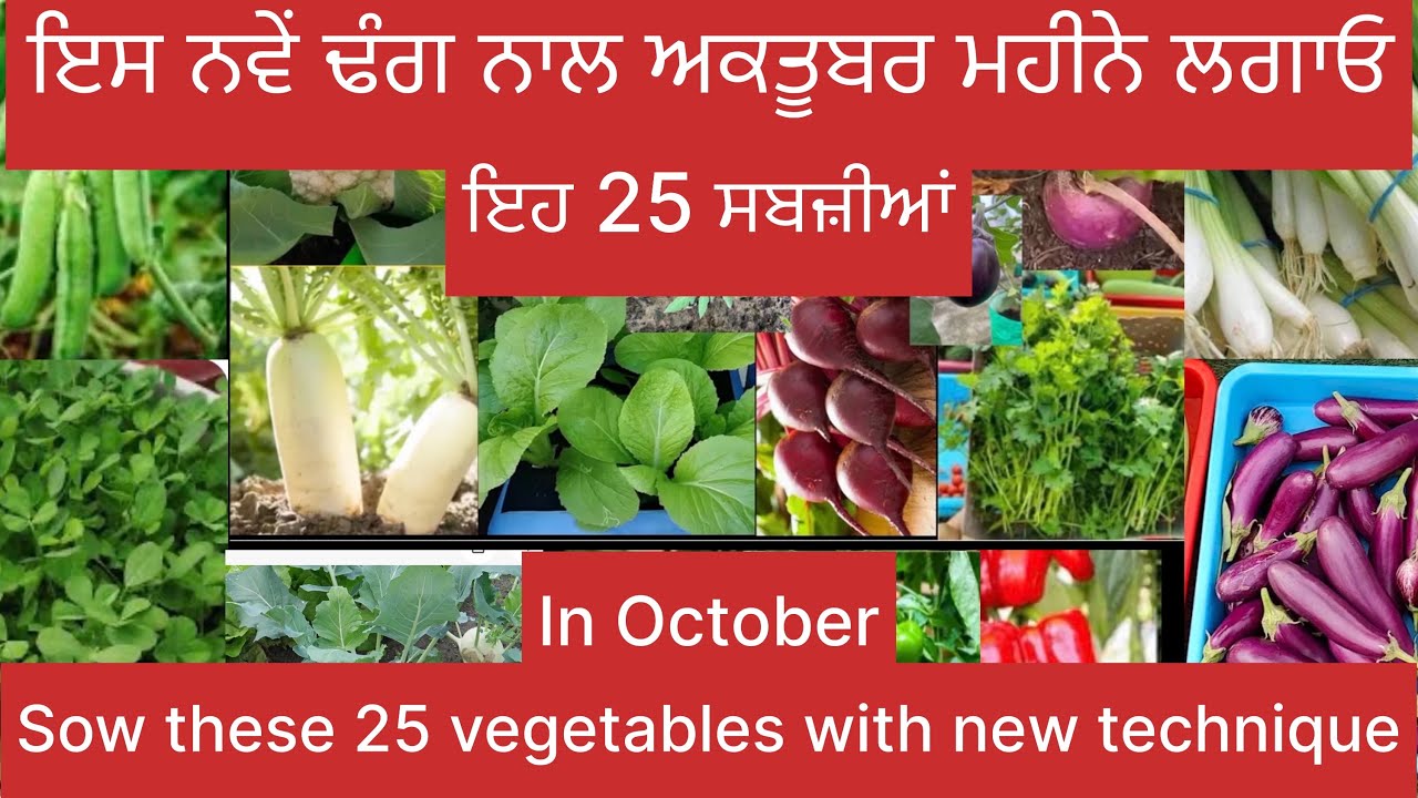 ਅਕਤੂਬਰ ਮਹੀਨੇ ਲਗਾਓ ਇਹ ਸਬਜ਼ੀਆਂ । sow these vegetables in October. #trending #viral