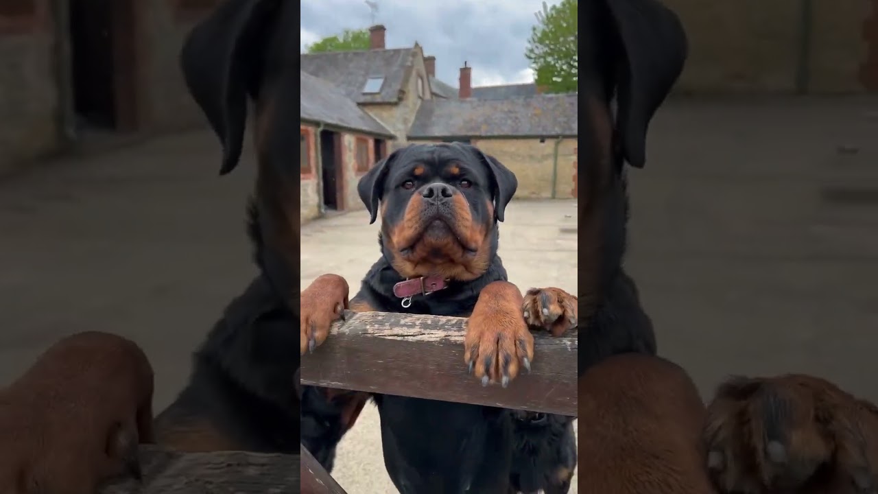 This Rottweiler Family Will Melt Your Heart 🥰❤️