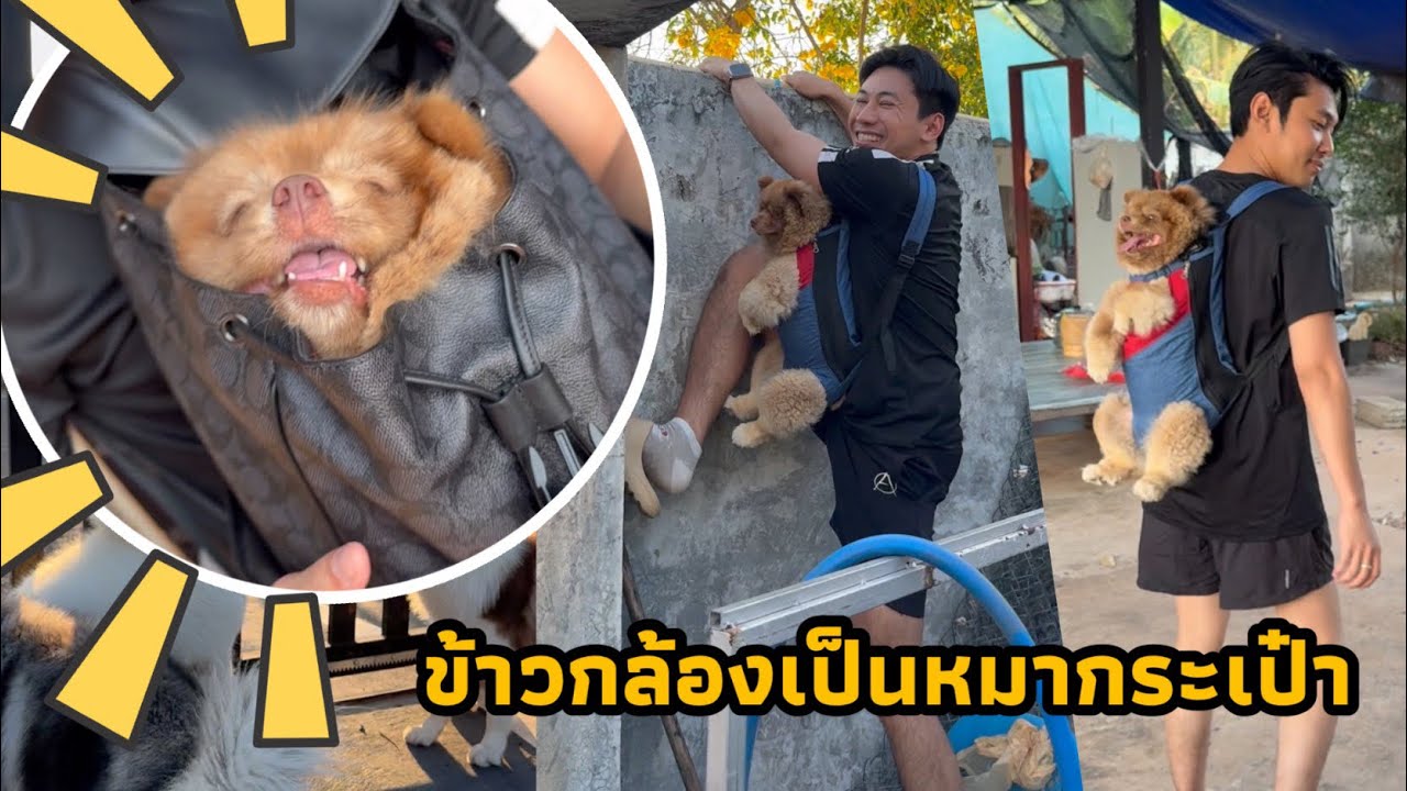 หมากระเป๋าที่ดุที่สุดในโลก ไม่ว่าพ่อจะไปหาสาวหรือหนีปีนกำแพงหนูก็จะตามไปด้วย