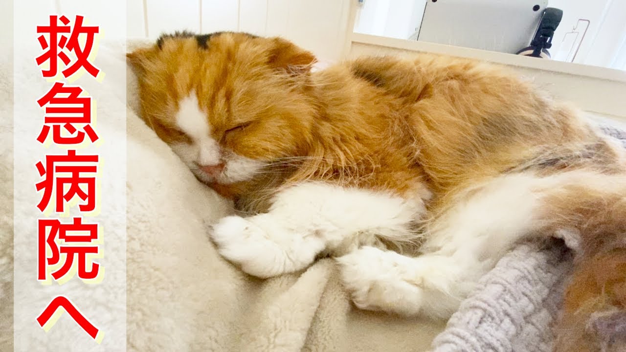【猫　腎臓病】突然具合が悪くなる！急いで救急病院へ