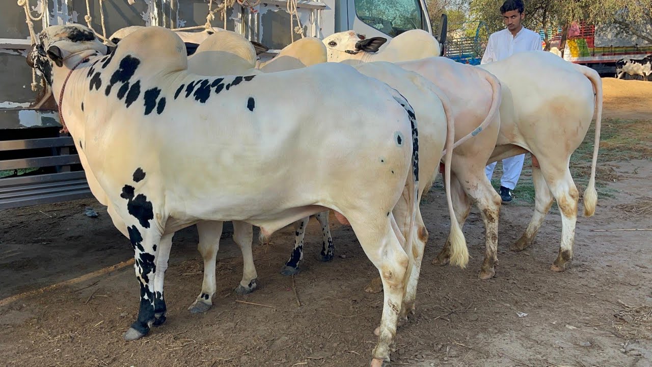 domail mandi today ll domail mandi latest update ll 27/3/ 2026 ll taxila mandi ll fateh jangi bull