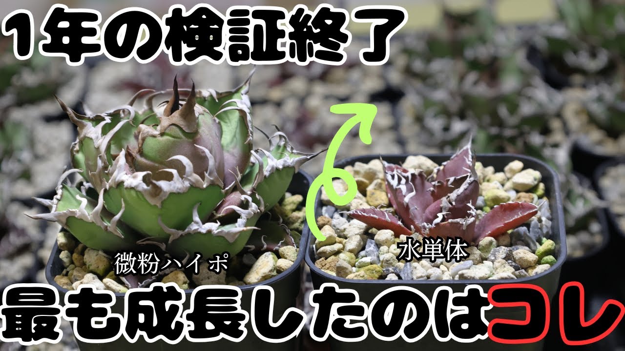 【アガベ検証最終回】1年の育成実験で最も成長した用土と肥料はこれ！