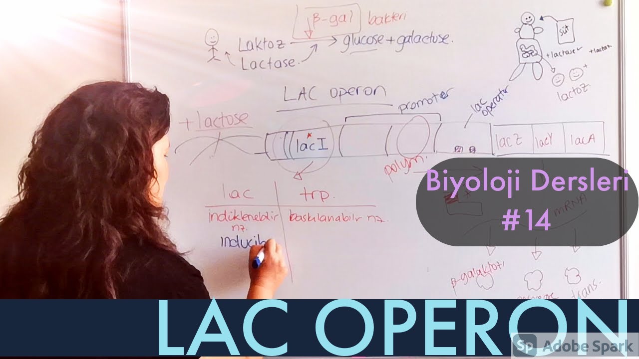 Biyoloji Dersleri #14: LAC OPERON | BAKTERİDE GEN DÜZENLEMESİ