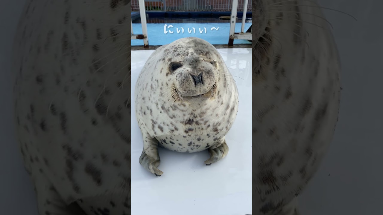 もふもふアザラシのおじぎと笑顔 #アザラシシーパラダイス #ゴマフアザラシ #seal #hokkaido #cute