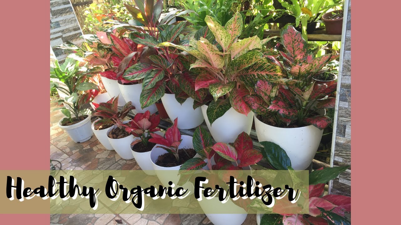 MGA MAKULAY NA HALAMAN PAANO PANATILIHING HEALTHY | CHINESE EVERGREEN/AGLAONEMA | GARDENING TIPS
