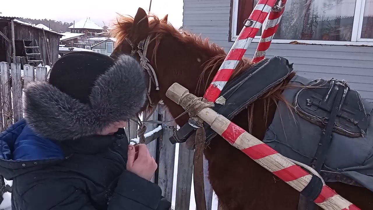 Запряжка лошади в сани