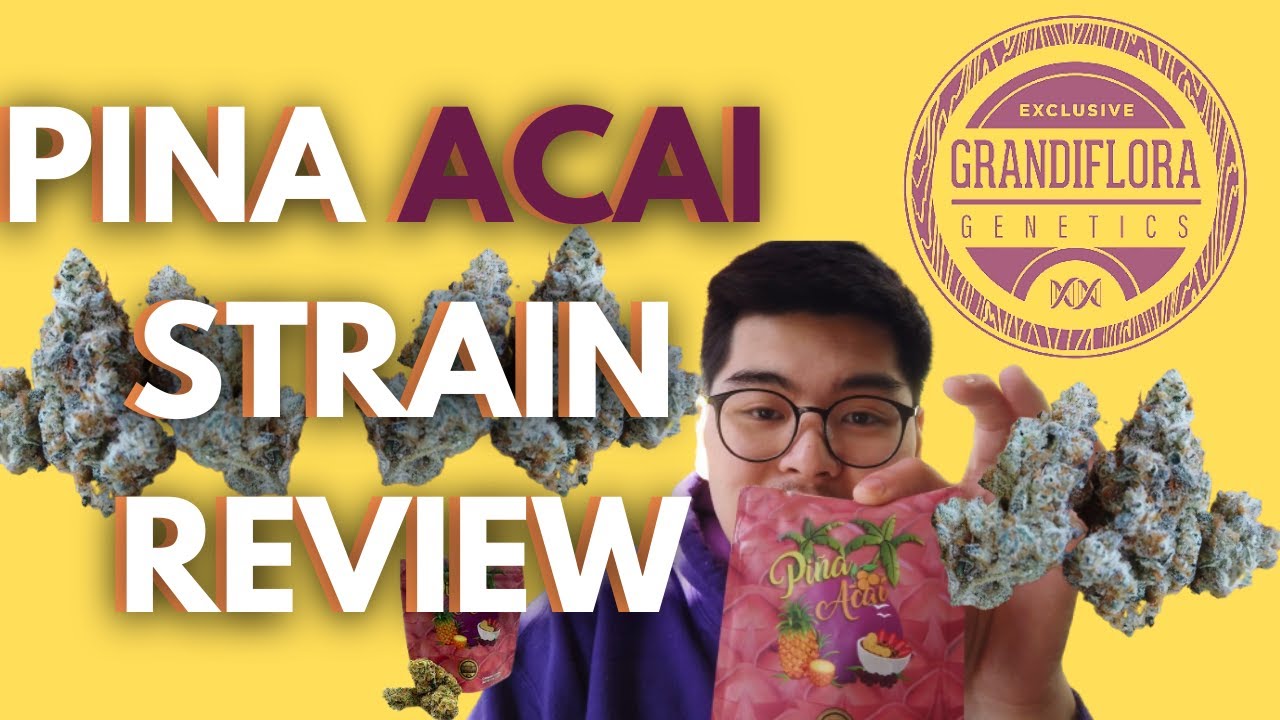 TRYING GRANDIFLORA GENETICS PINA A&Ccedil;A&Iacute; STRAIN!