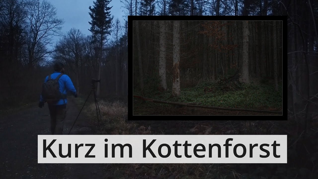 NATURFOTOGRAFIE im düsteren WINTERWALD komplett ohne Schnee