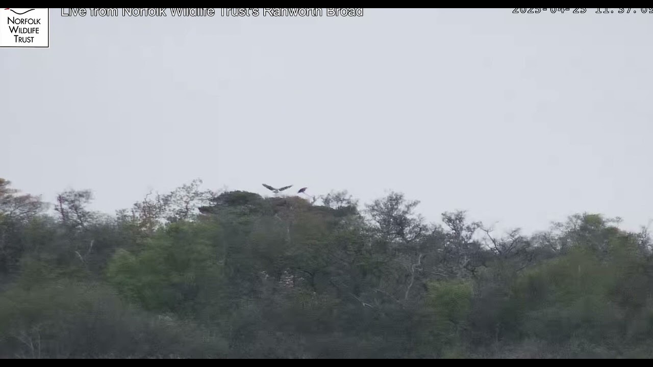 Osprey pair on the nest at NWT Ranworth Broad (2025)