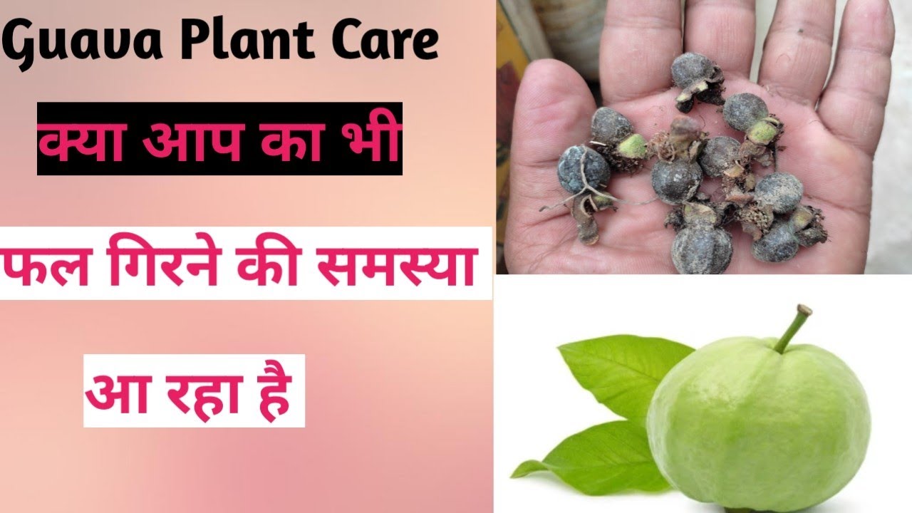 Fruit Dropping Problem Guava Plant In Pot