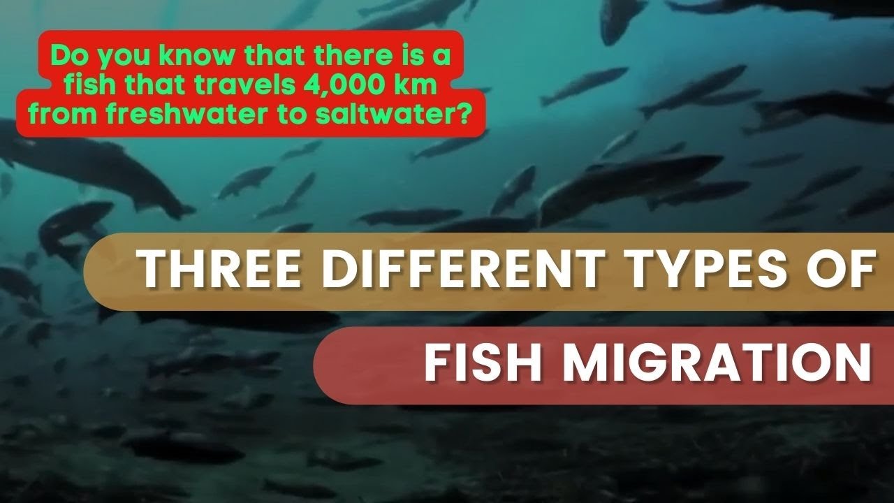Three Different Types of Fish Migration