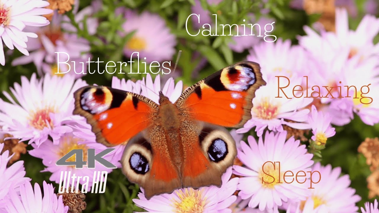 Butterfly Garden Loop 1 Hour 🦋 Soft Relaxing Music | Gentle Nature Ambience for Sleep & Tranquility