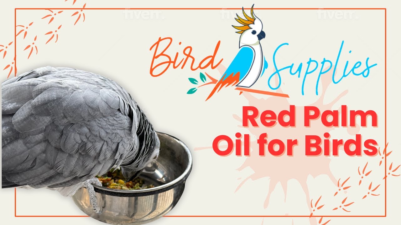 Red Palm Oil: The Secret Superfood Birds Go Crazy For