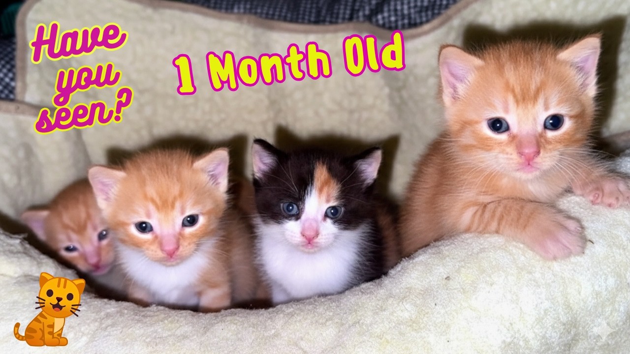 Этот план котенка для кошки-мамы ​​растопит ваше сердце