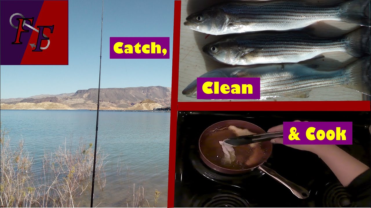 Lake Mead Striper CATCH,CLEAN&COOK
