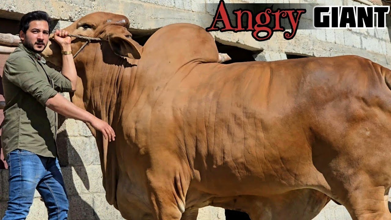 Dera Zulfi Da (Part 01) - Extremely Biggest Fateh Jang Bulls 2025 - Bakra Mandi 2025- JNTV Series