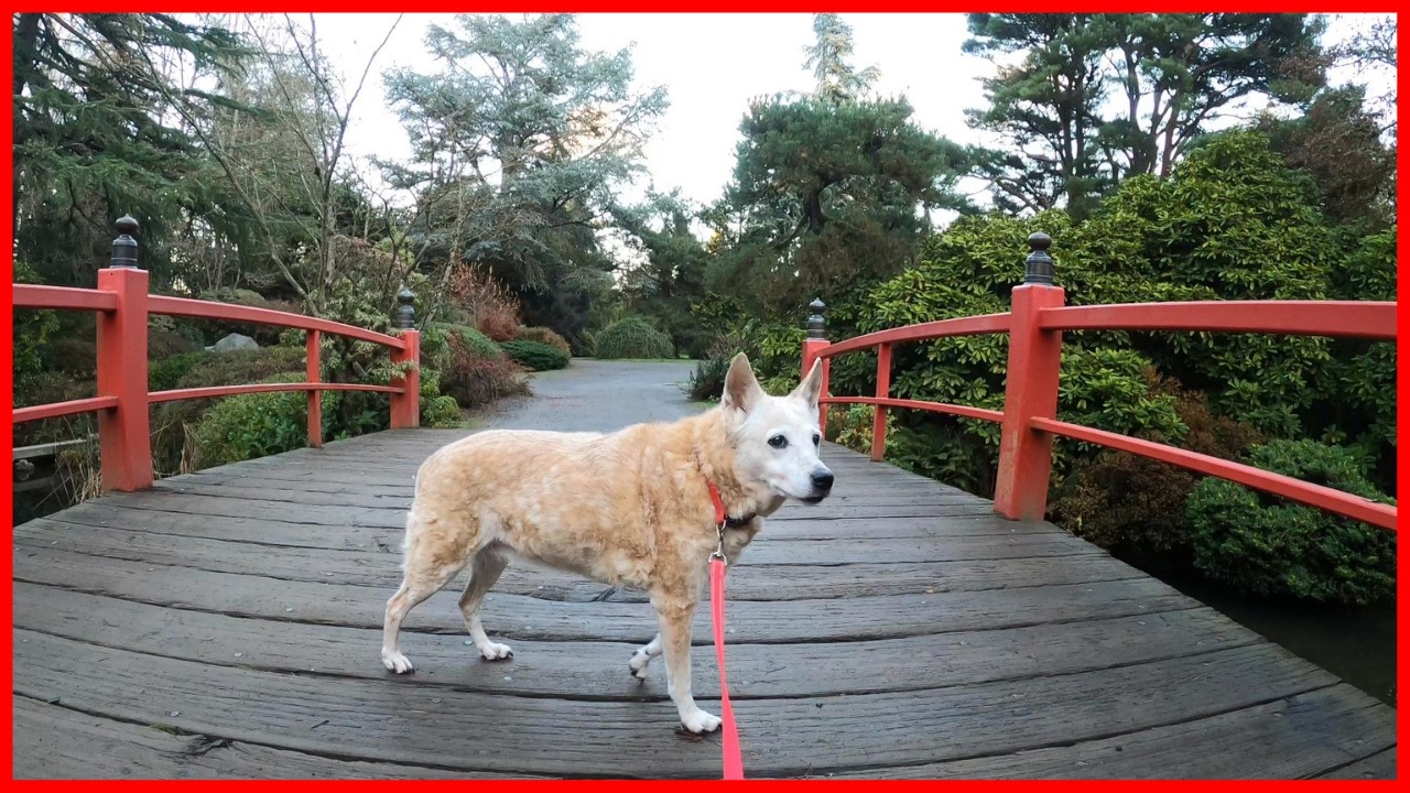 Walking the Kubota Japanese Garden via The Chief Sealth Trail in Seattle Washington