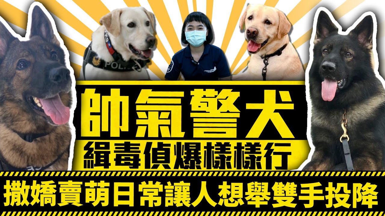 帥氣警犬緝毒偵爆樣樣行！　撒嬌賣萌日常讓人想舉雙手投降｜中時新聞網