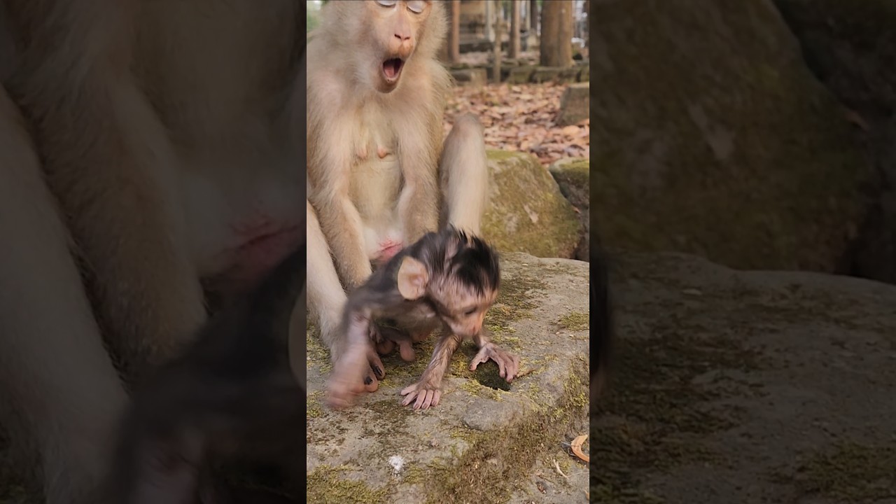 unbelievable monkey Cherry holding tiny baby monkey Sterling 🐒 for whole day #shorts #shortvideo