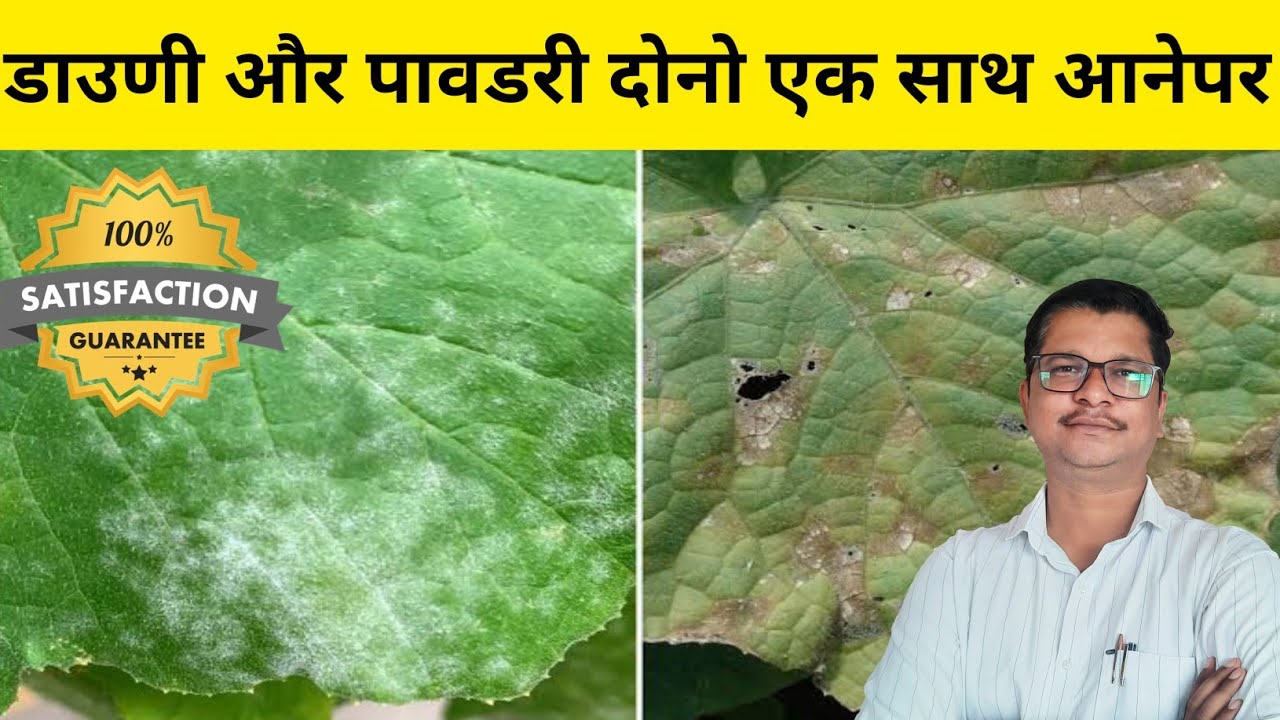 डाउणी और पावडरी दोनो साथ में कंट्रोल कैसे करे । downy mildew | powdery mildew