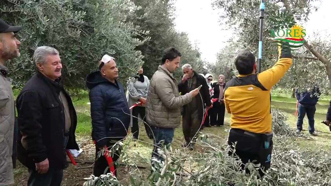 Apractical technical course on pruning olive trees and identifying the most important tools used KRG