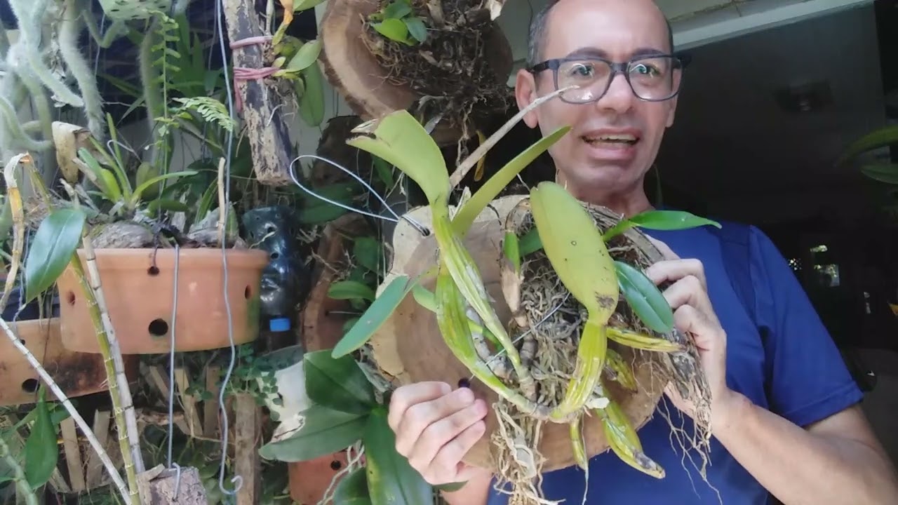 ORQUIDEA CATLEYAS LABIATAS DICAS DE CULTIVO VIDEO 1
