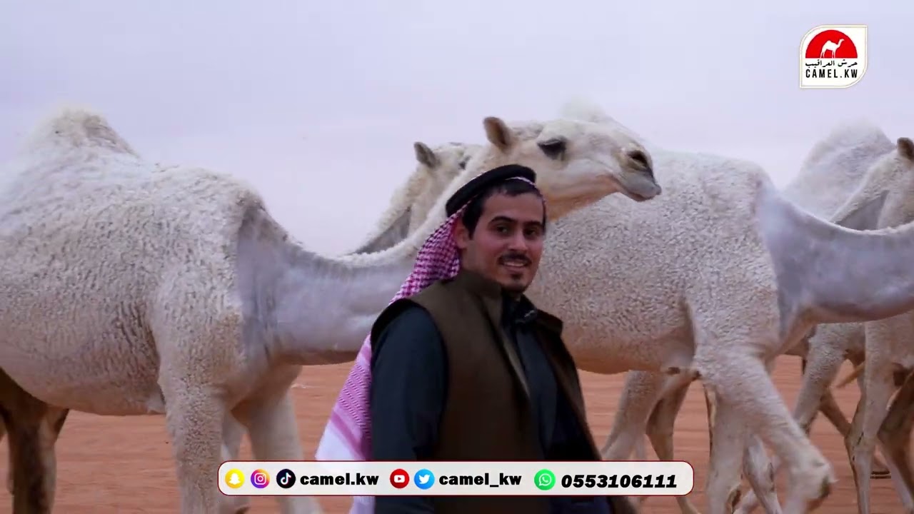 مسيرة  الكحيلات  لرجل الاعمال/ سعود بن نايف بن وليد بن شويه