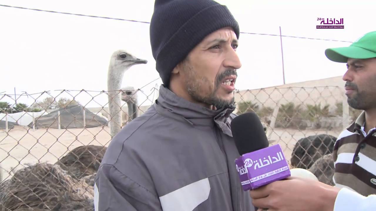 عن تربية النعام بالداخلة