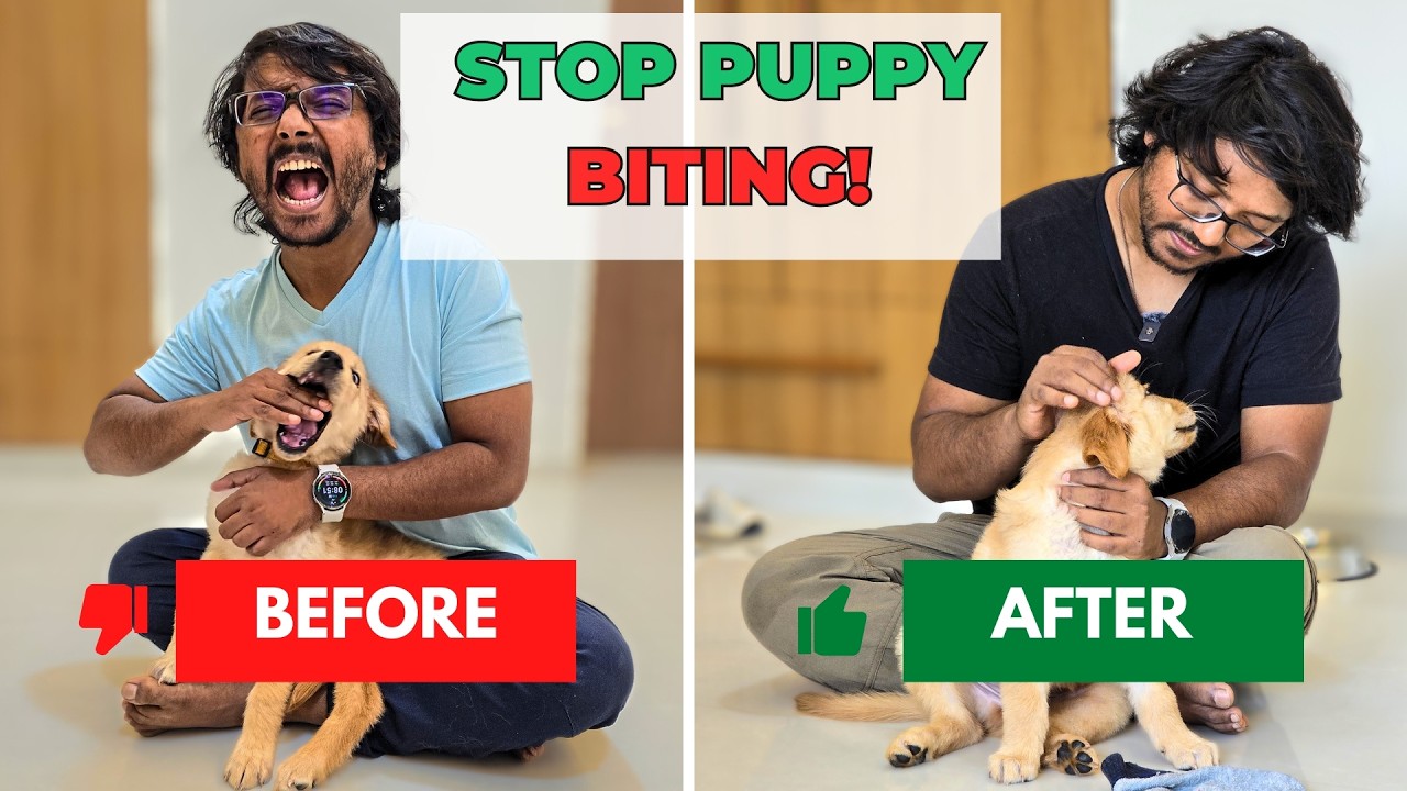 Unbelievable Start and Stop Technique to End Puppy Biting! | PetGuru Academy
