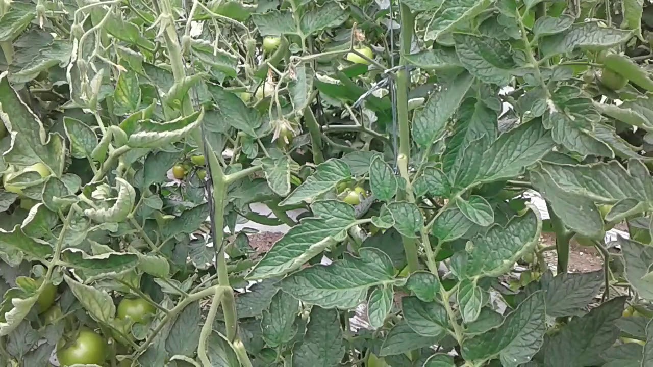 El boro en las plantas