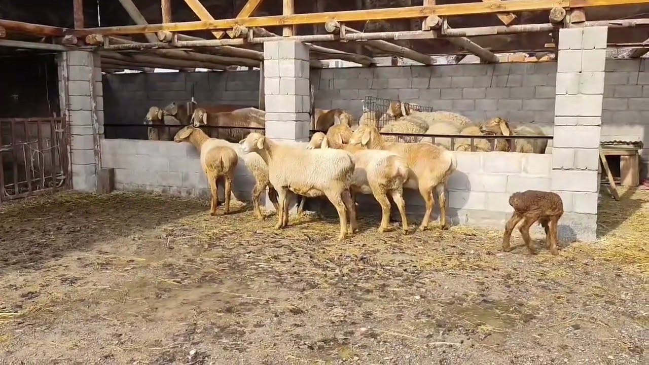 2 тиш 4 тиш койлор сатылат 0703822566