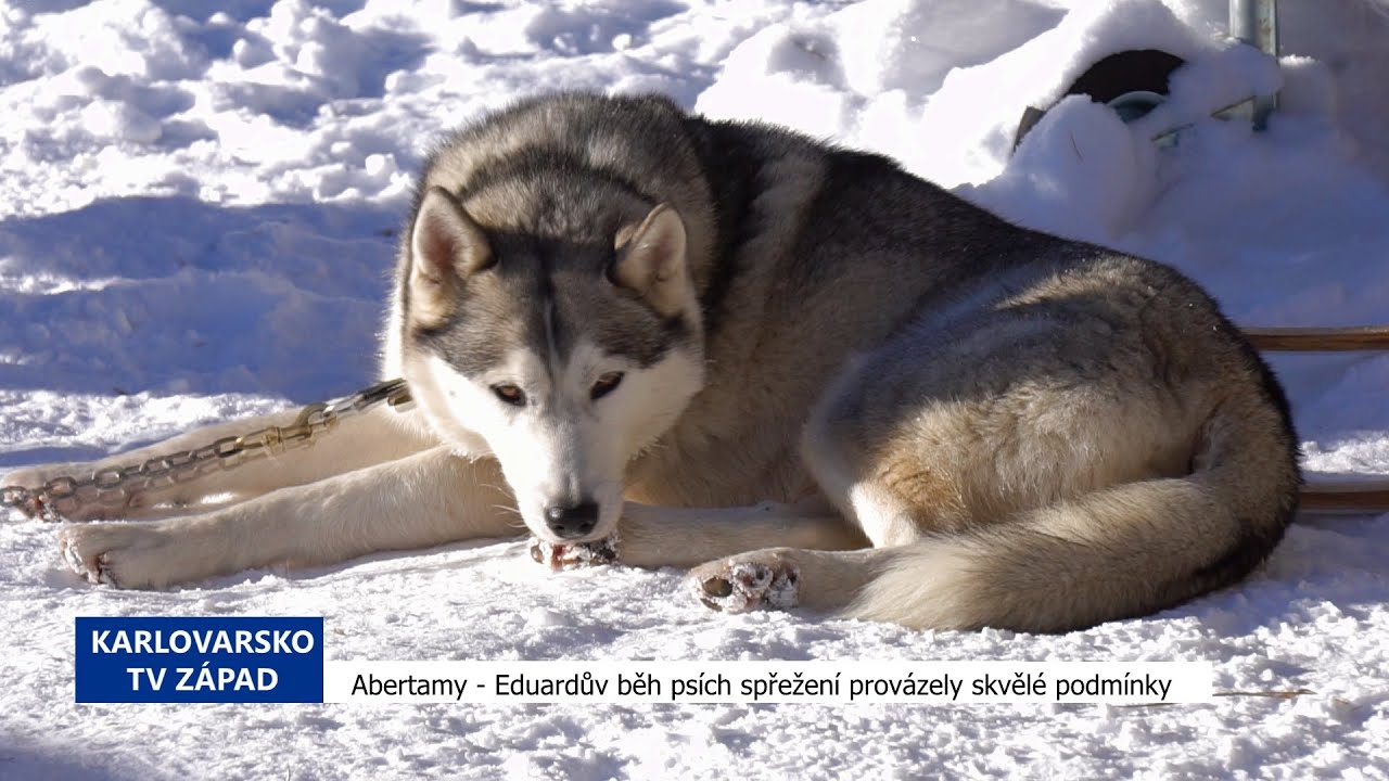 🐕‍🦺 Abertamy: Eduardův běh psích spřežení provázely skvělé podmínky (TV Západ)